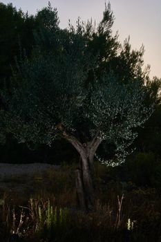 olive tree in the dark of the mount. The darkness of the mount