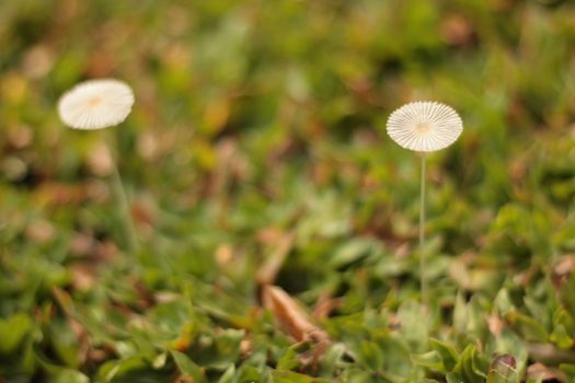 a small mushroom in the green grass