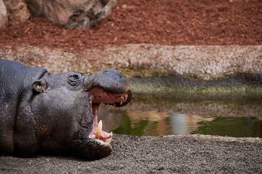 The big hippo with his big mouth open. Waiting for the food