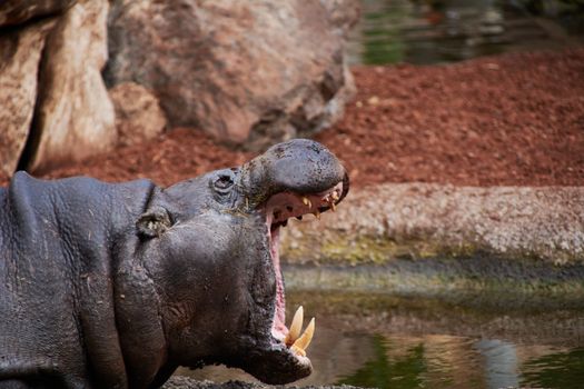 The big hippo with his big mouth open. Waiting for the food