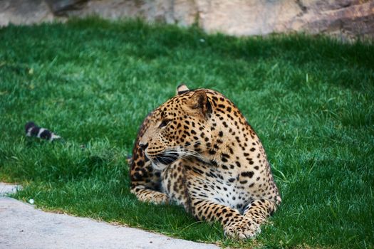 Majestic panther resting on a grass carpet. Looking for you with the look