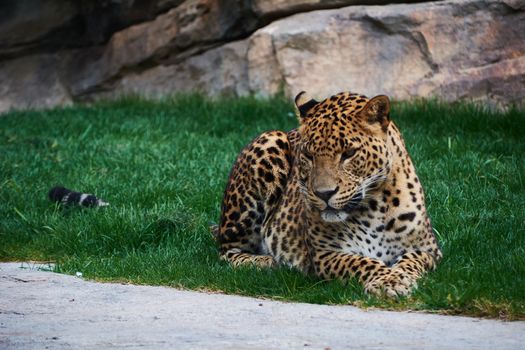 Majestic panther resting on a grass carpet. Looking for you with the look