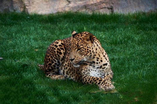 Majestic panther resting on a grass carpet. Looking for you with the look