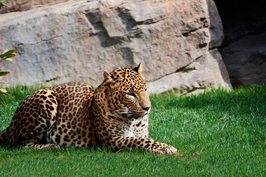 Majestic panther resting on a grass carpet. Looking for you with the look