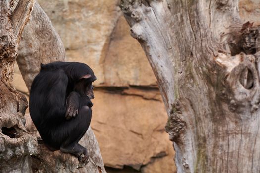 The sadness of a monkey on a tree. The sadness of the moment