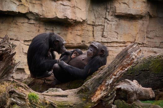 Two female chimpanzees caring for calf, mother's love, large trunk of tree