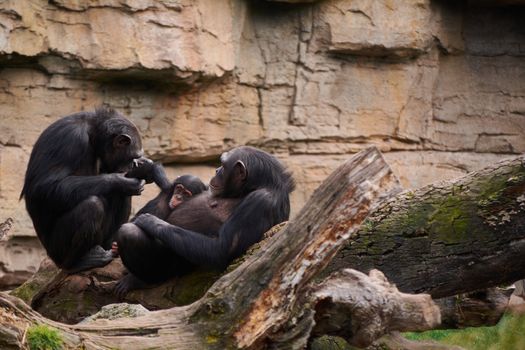 Two female chimpanzees caring for calf, mother's love, large trunk of tree