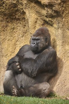 Gorilla sunbathing waiting for time to pass. Majesty