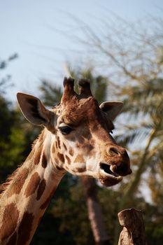Friendly giraffe moving his big tongue. Nice and happy