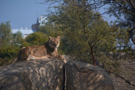 Lioness on top of a stone watching over their territories. Jungle's queen