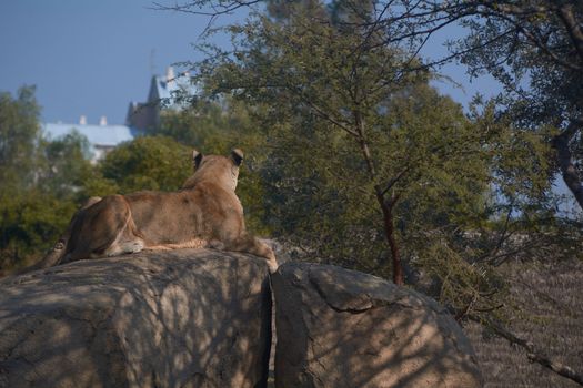 Lioness on top of a stone watching over their territories