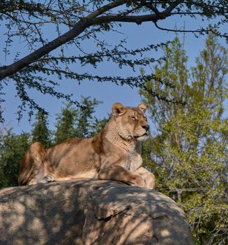 Lioness on top of a stone watching over their territories. Jungle's queen