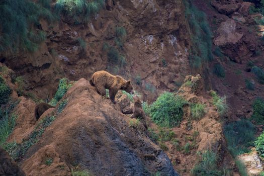 Two wolverines played on a rock in the mountain. Childhood games