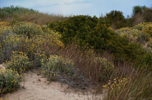 Wild nature, flowers and plants in the dune. Sunset colors