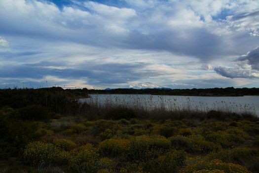 Wild nature, flowers and plants in the dune and lake. Sunset colors