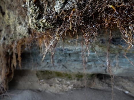 Brown roots combined with some grеen moss and some water drops.