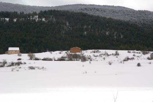 Snowy and cold mountain forest landscape. Loneliness and tranquility