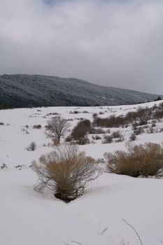 Snowy and cold mountain forest landscape