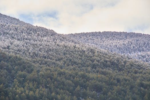 Snowy and cold mountain forest landscape. Loneliness and tranquility