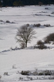 Snowy and cold mountain forest landscape. Loneliness and tranquility