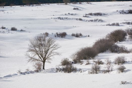 Snowy and cold mountain forest landscape. Loneliness and tranquility