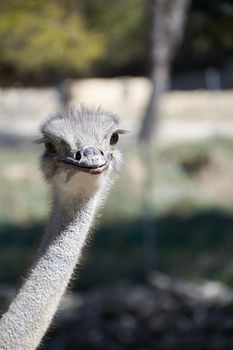 The friendly ostrich looking with her curious eyes. Mother nature animals