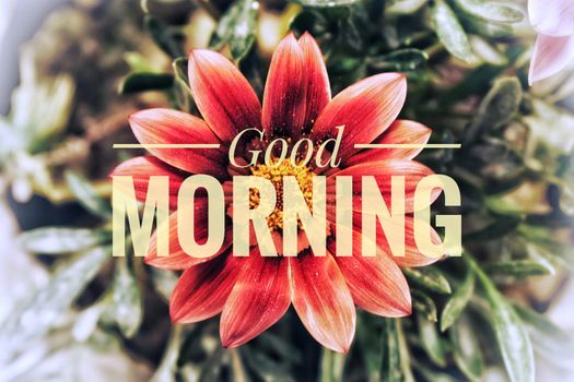 A good morning wishing message. The Good Morning text is in front of a beautiful red flower background