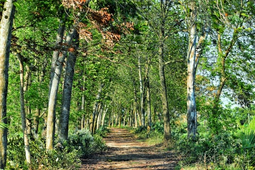 A rural path continues through a forest. Two rows of green trees present on each side of the path