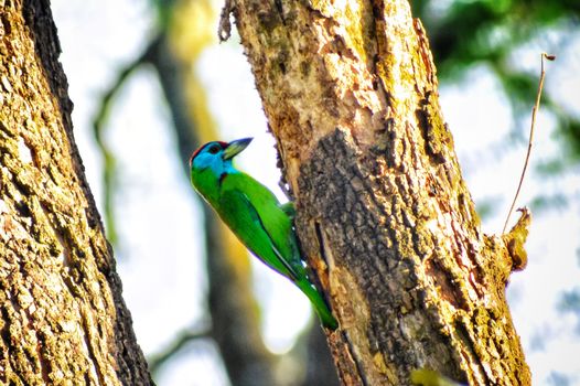 A beautiful Blue Throated Barbet bird vertically sitting on a tree shoot
