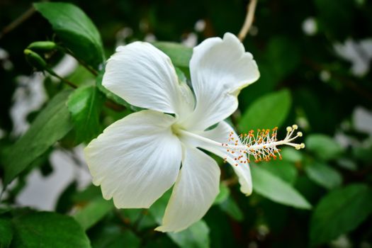 A beautiful white colored chinese hibiscus flower with its full grown petals and stamens