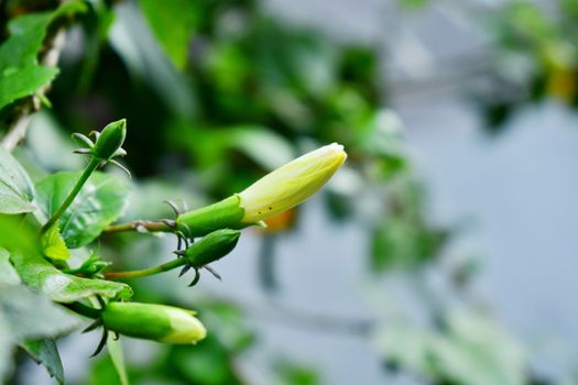 Beautiful sprouting flower bud with green calyx. Bud of a white china rose flower