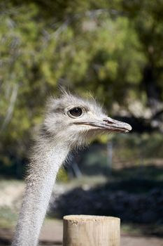 The friendly ostrich looking with her curious eyes. Mother nature animals