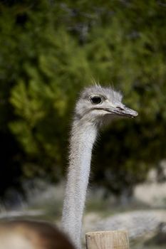 The friendly ostrich looking with her curious eyes. Mother nature animals