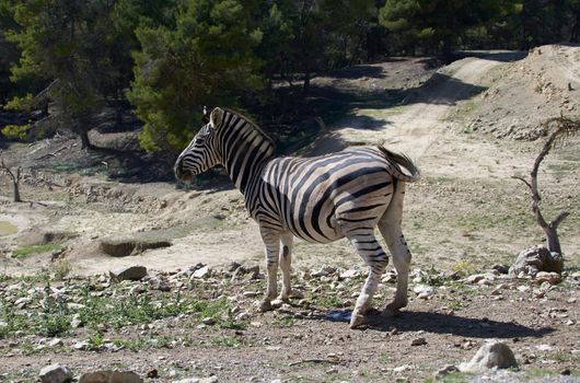 Nice zebra looking at the lands of their domains. Mother nature animals