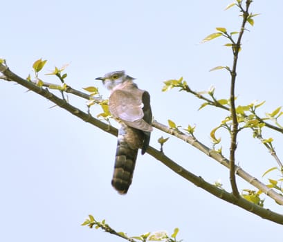A common hawk cuckoo sitting on a tree branch to begin its typical cuckoo call