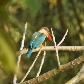 A colorful stork billed kingfisher sitting on a branch to catch its prey