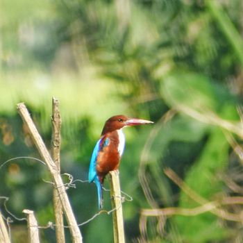 A white throated kingfisher sitting on a wood stand and looking for its prey
