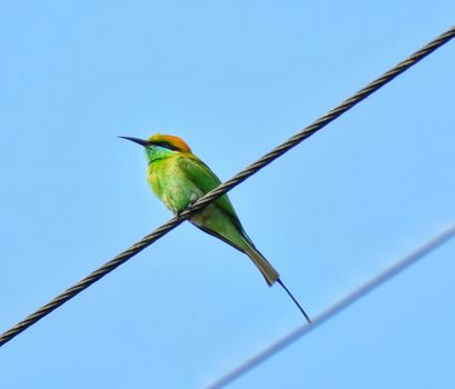 A green bee eater bird perched on an electrical wire and looking for bee kill