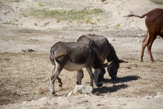 Donkeys eating in the large dry esplanade. Mother nature