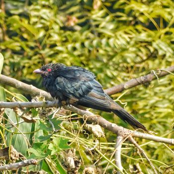 Asian Koel male bird sitting on a tree branch and producing sweet call for its female partner