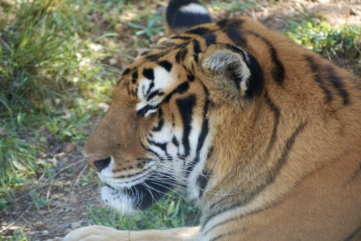 Majestic tiger waiting for the hunt. Mother nature