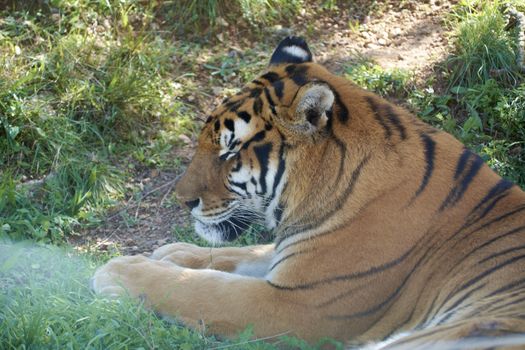 Majestic tiger waiting for the hunt. Mother nature