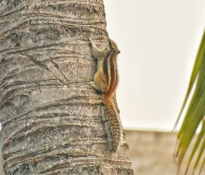 A very fast five stripped squirrel climbing on a coconut tree
