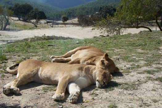 Lionesses sleeping in the sun after the hunt. Mother nature