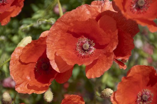 Three red poppies looking at the warm spring. Colors of nature