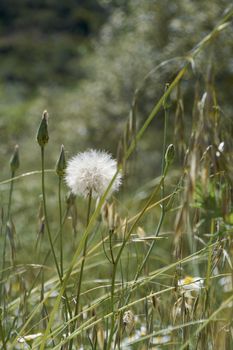 White flower in spring that looks like a ball. Colors of nature