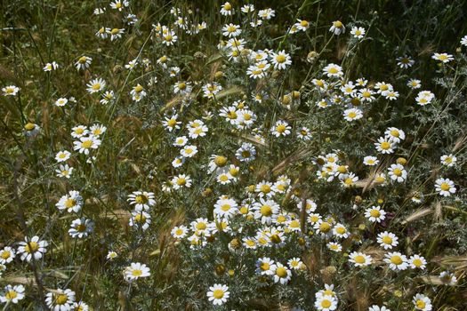 Carpet of flowers in the bright and warm spring, Colors of nature