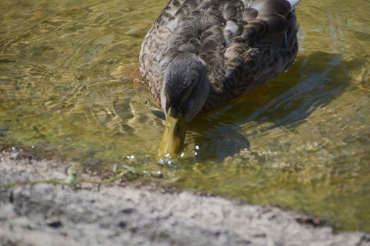 The duck approaching the pond to drink. Animal world