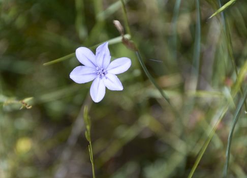 The small flower discarding on the green mantle. Colors of nature