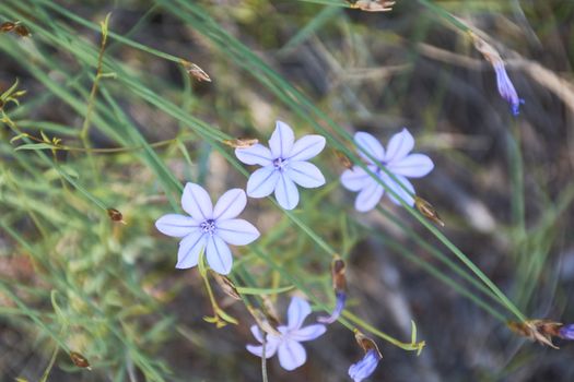 Small flowers discarding on the green mantle. Colors of nature